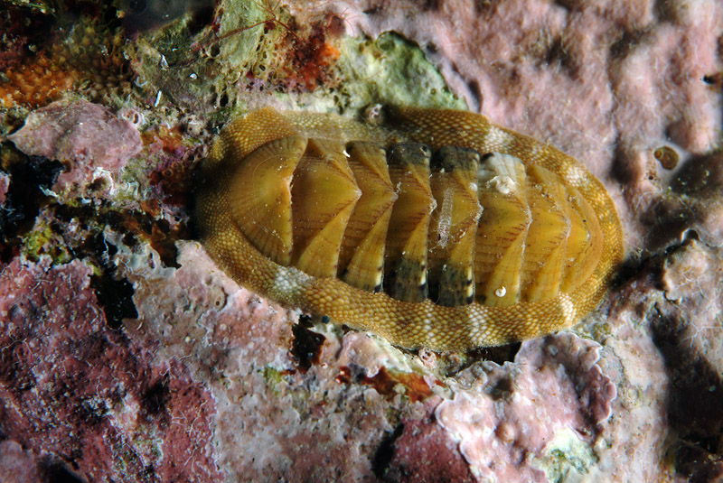 Piccoli di Chiton olivaceus